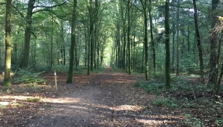 bos bomen 01 715x408