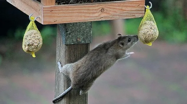 bruine rat e1447672409191