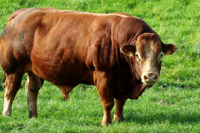 bull 487021 1280 e1443439612362