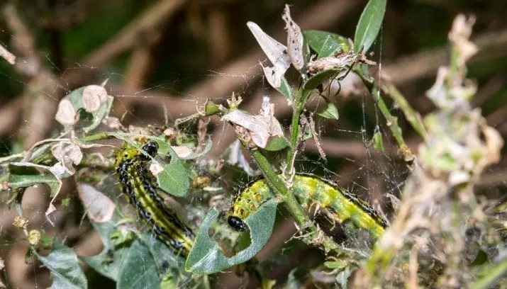 buxusmot rups didgeman pixabay 715x408