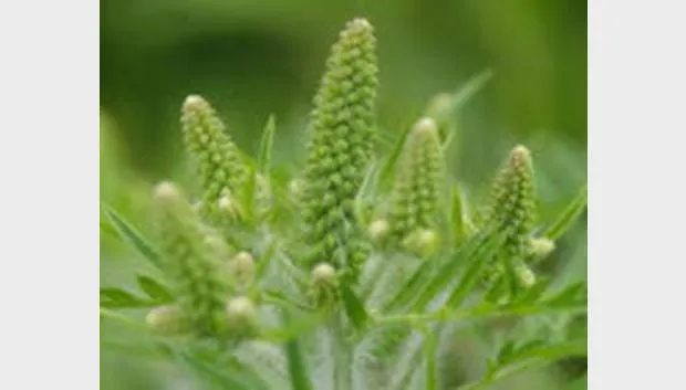 bxdm4gyaegvvp3s3rkb3y7ah0 ambrosia