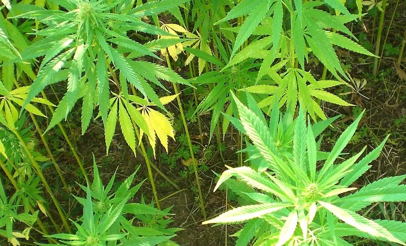 cannabis 614382 1280 e1435048173956