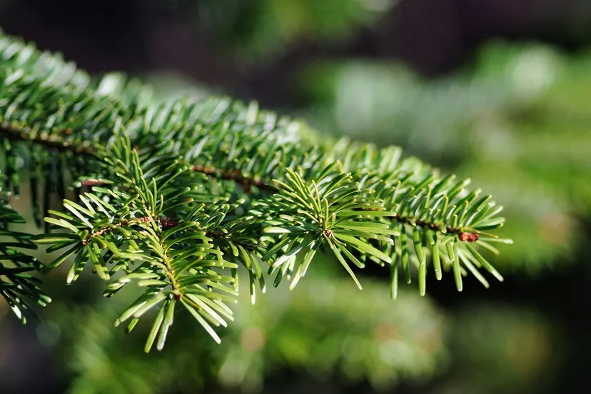 christmas tree 579685 1920 e1452237930871