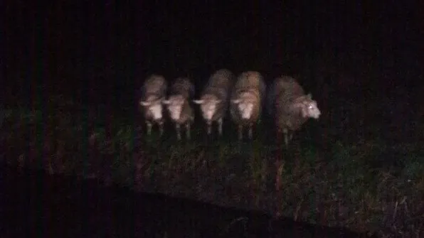 ct305zmueaaf7gu e1447623296624