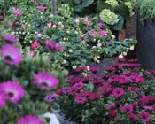 dac41g793qtw0rlac00qpot2z 228014