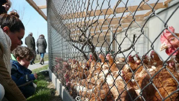 dchd4oehbnh3dft9m1t0a338e vogelgriep