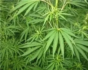 dfqkazpi1h2trkt3n380kt0n8 183689