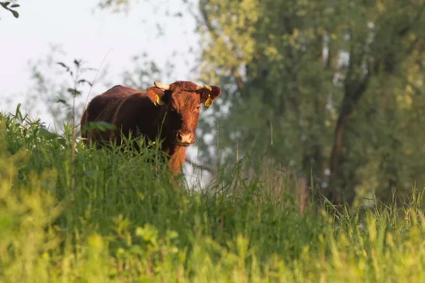 dier uiterwaarden beuningen e1454623636542