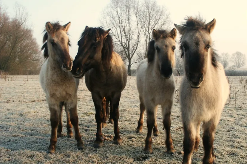 djq0qh5we1hyhyd0nj7ebir35 fotodijkmagazijn2014 12 03perpernotendieven