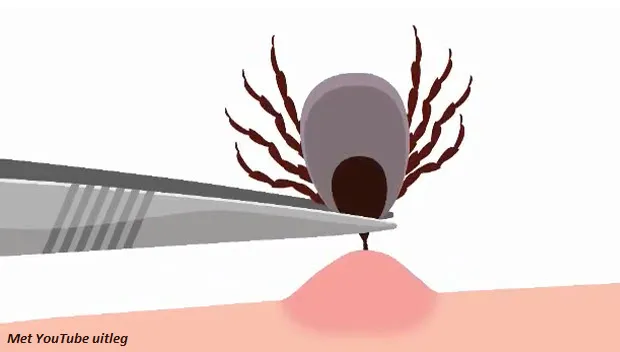 dmzavqhql0rjloa496m8kor90 tekenbeet