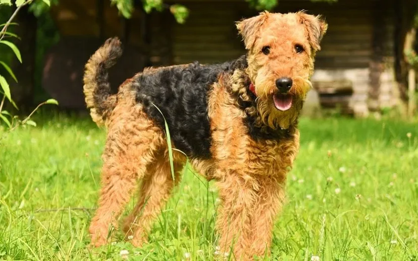 dog 3526279 960 720 915x518