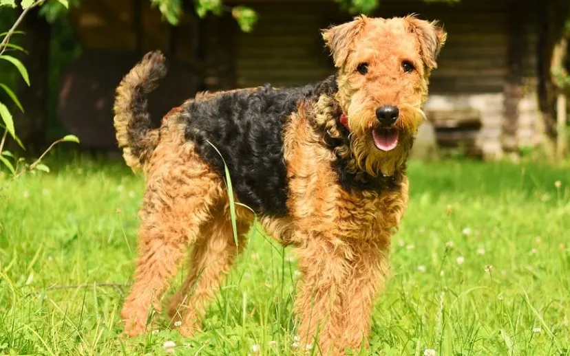 dog 3526279 960 720 915x518