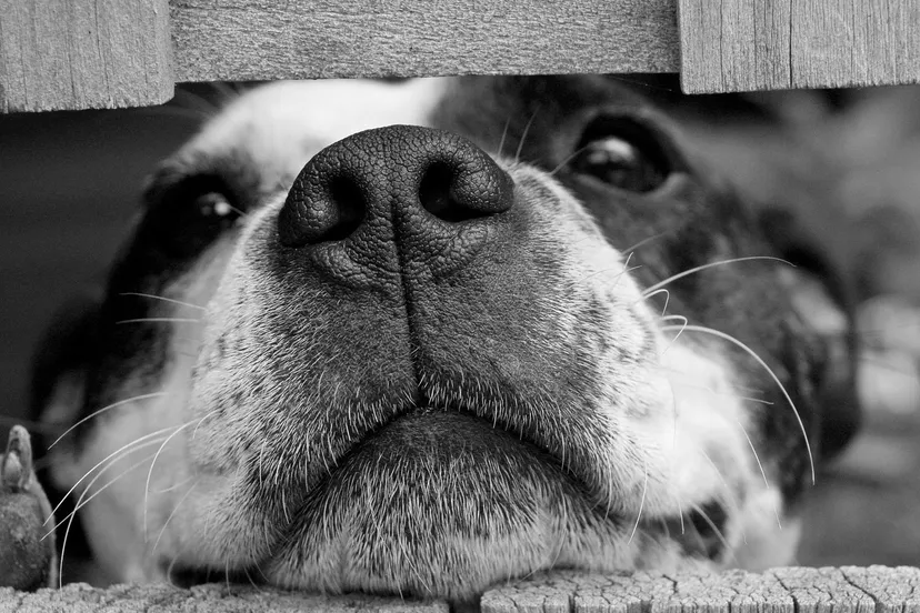 dog 715545 1920 e1450710187399