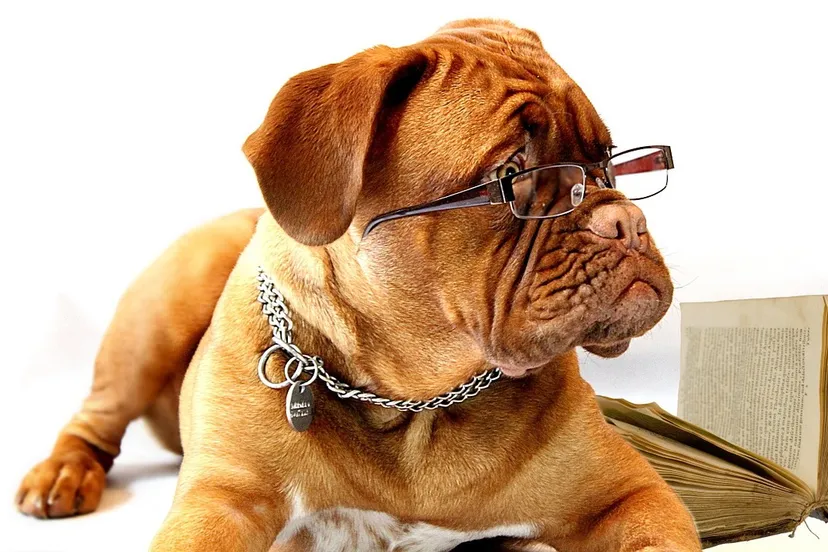 dog 734689 1280 e1436367478105