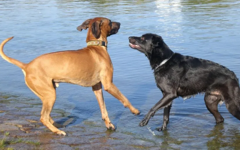 dogs water play pexels 915x518
