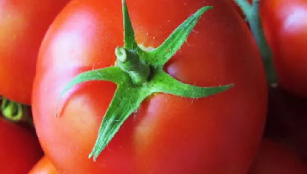 dq1vei0lkilgfb95l4unw0jh1 tomaatje