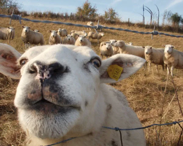 e8y9ufapurl3p54olucjg4lbl 223532