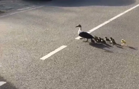 eend broeden verhees beuningen