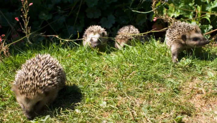 egelfamilie lars karlsson wikipedia 715x408