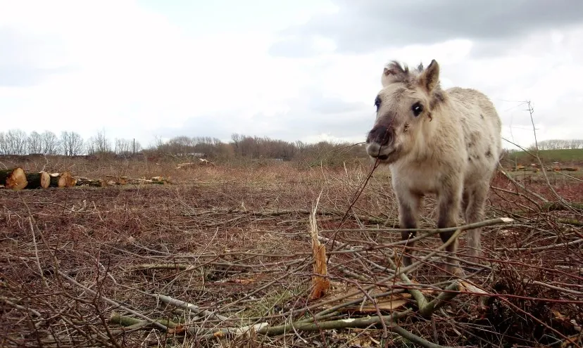 excursie door de beuningse uiterwaarden