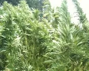 eyjcwvmaysvd6y1q88d5szx3e 227552