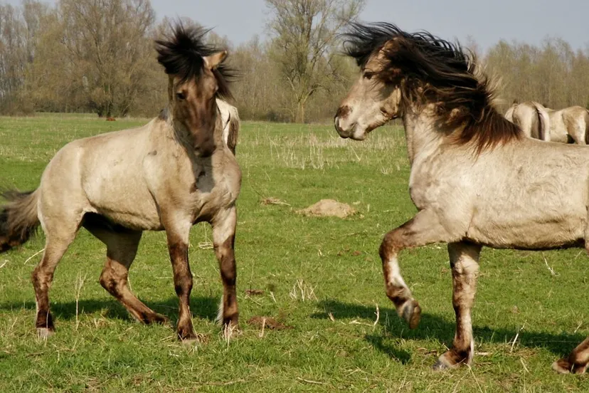 f50pei42unw32vjn9sjizbnci afbeelding 1 paardensoap