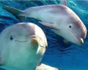 faelnzttf7p0ybh0mp00qtua5 61243