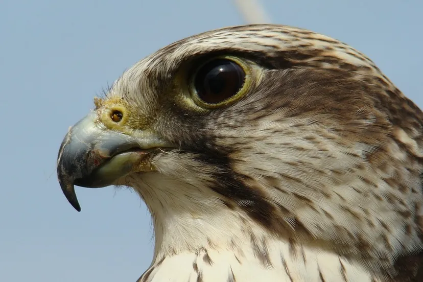 falcon 579776 1280 e1443647568780