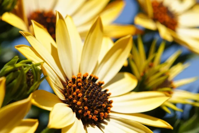 flower 108685 1280 e1439715718611