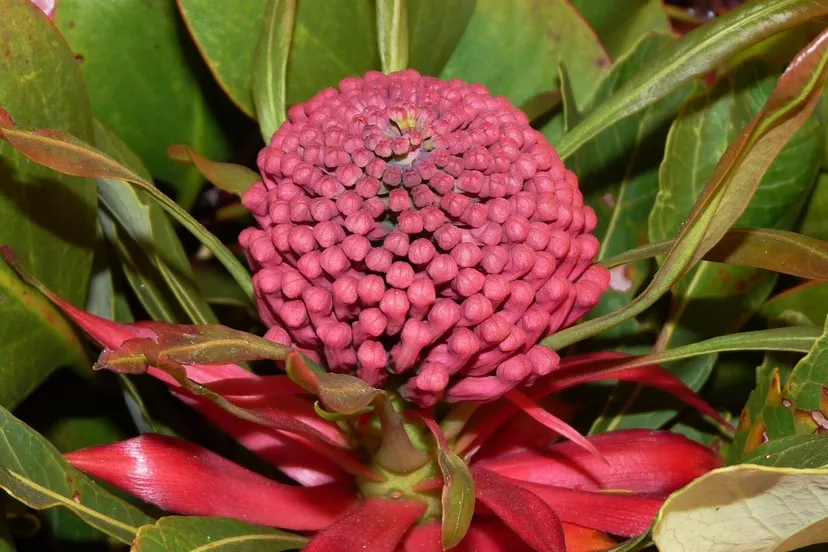 flower 1138231 1920 e1455224925819