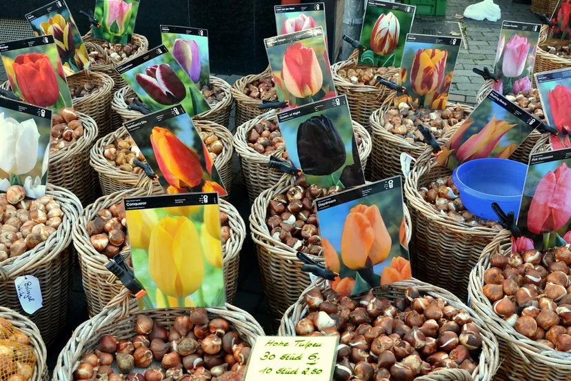 flower bulbs 494399 1920 e1449511915946