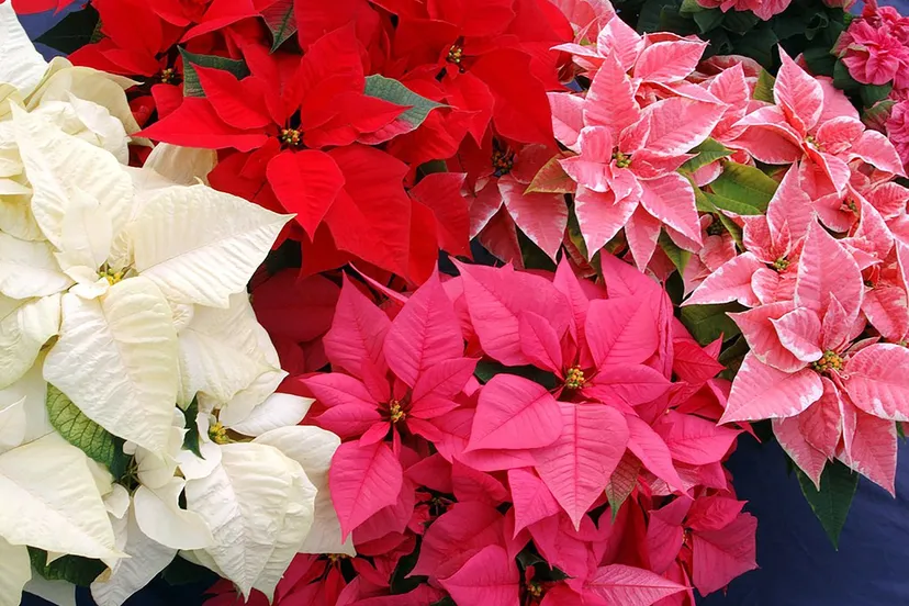 flowers 1728025 1280