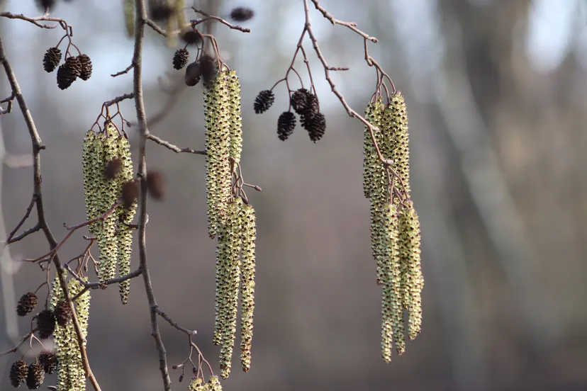 flowers 4030014 1920