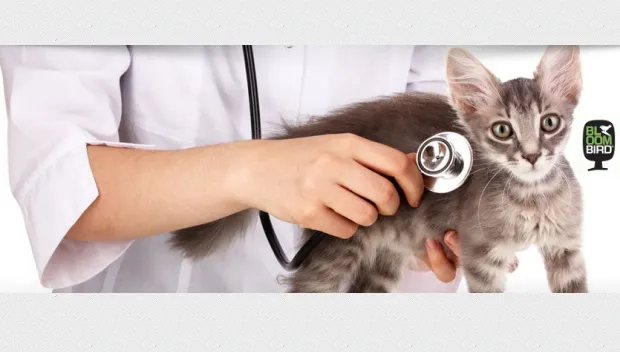 fn5wa468sfieehugkb79drq4r dierenartsenpraktijk bloombird