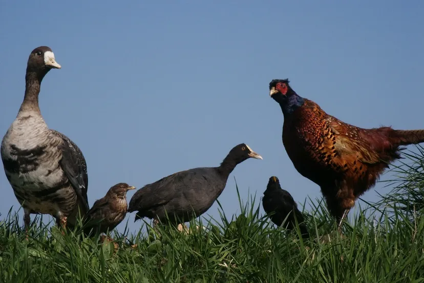 fotodijkm2015 04 19vogelexcursieklein 1