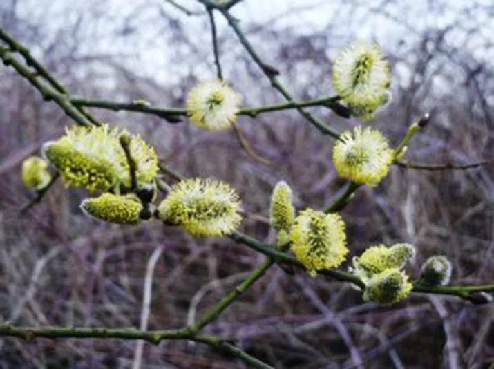 fotodijkmagazijn2016 04 16voorjaarskatjestocht