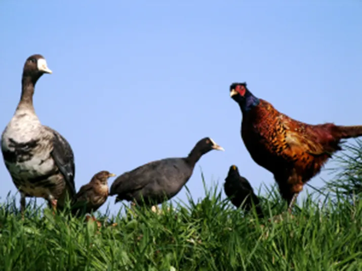 fotodijkmagazijn2016 04 24vroegevogels