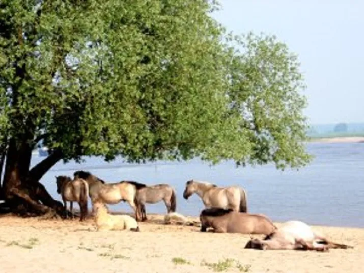 fotodijkmagazijn2016 07 12verhalenbuitendijksstilte