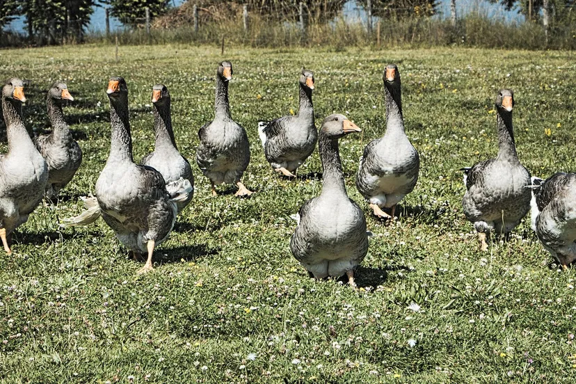 geese 840193 1920 e1446740809160
