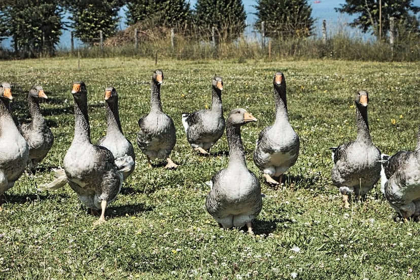 geese 840193 1920 e1454547217581