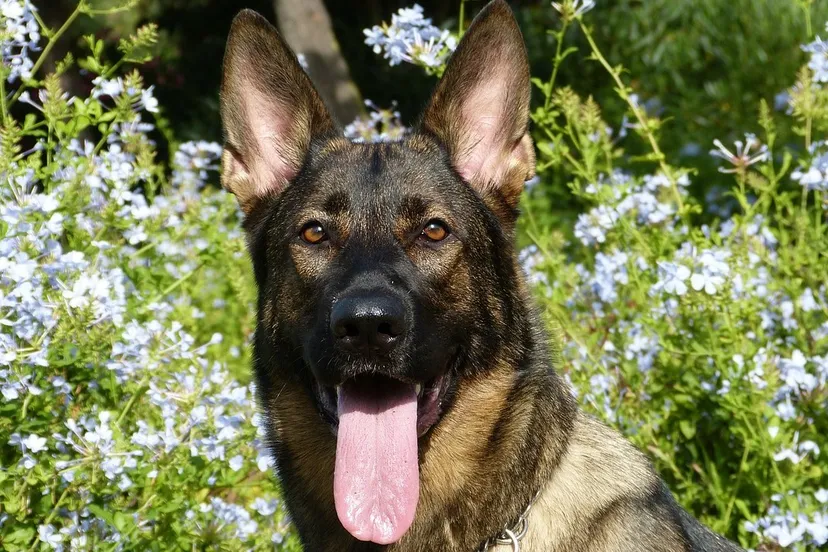 german shepherd 232393 1280 e1436051562743