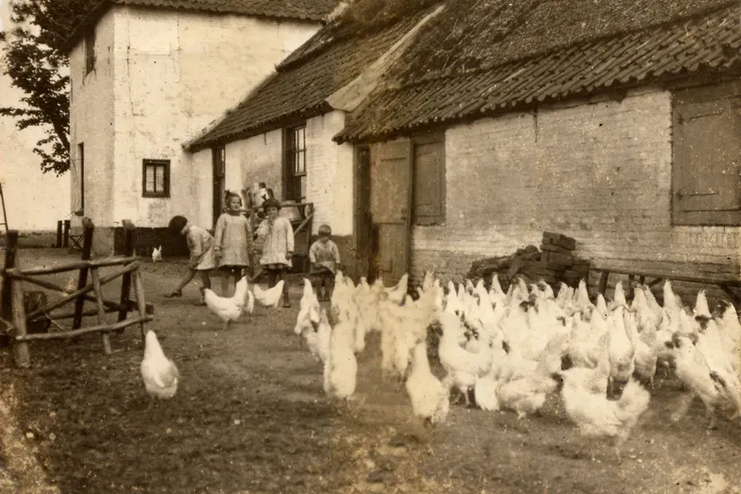 geschiedenis van het boerenbedrijf