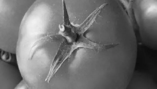 gh13tqkfx5lv6fxmfrm0fa3du tomaatgrijs