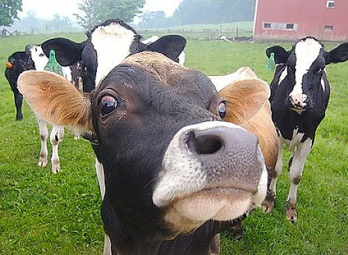 gsx3whvgktchzoy23f11v984a 72340