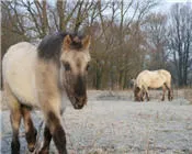 gx8sbeuo90kygkfq4ry4o32gc 40440