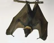 gylz6vefjvt2a49ktmfbvy5ve 11530