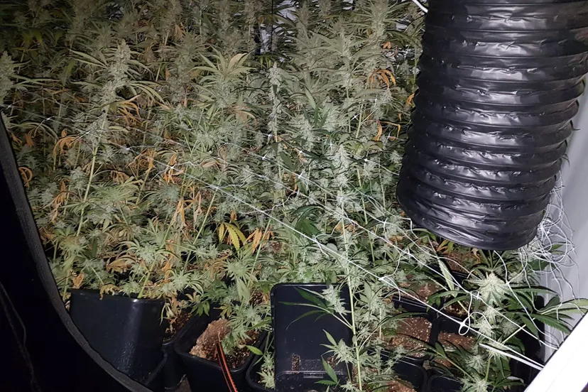 hennepkwekerij ceasarlaan beuningen