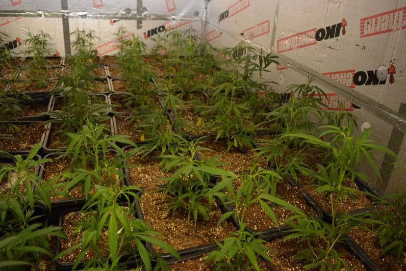 hennepkwekerij weurt