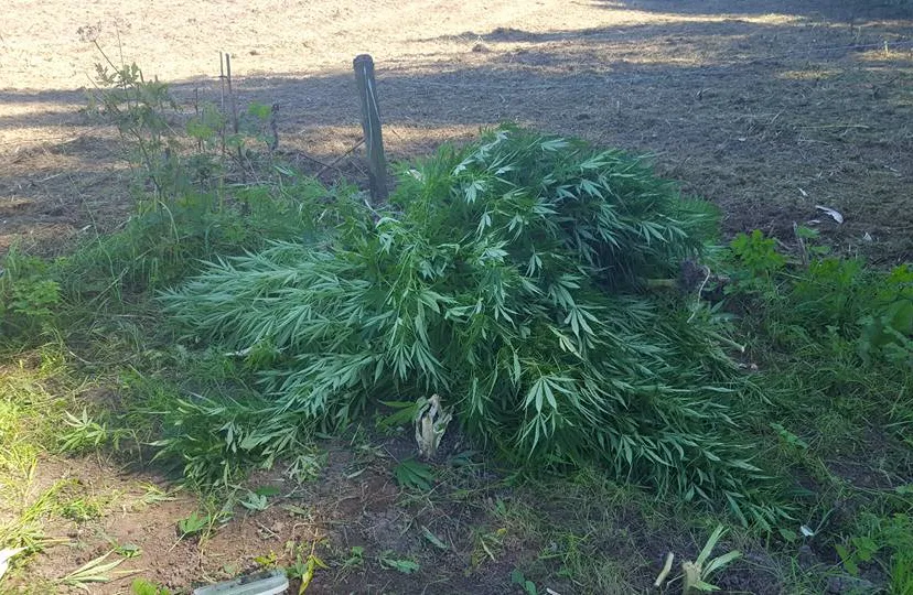 hennepplantenuiterwaardenewijk