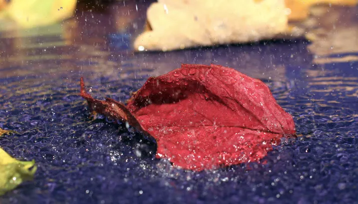 herfst regen blaadjes wwwtorange decom cc by 40 715x408